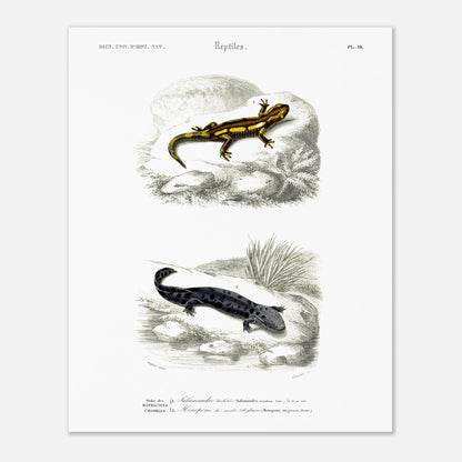 Planche naturaliste de salamandres par Charles d'Orbigny (40x50 cm). Planche scientifique présentant deux salamandres, l'une tachetée de jaune et noir sur une roche, l'autre entièrement noire avec des taches gris clair sur un sol sombre.