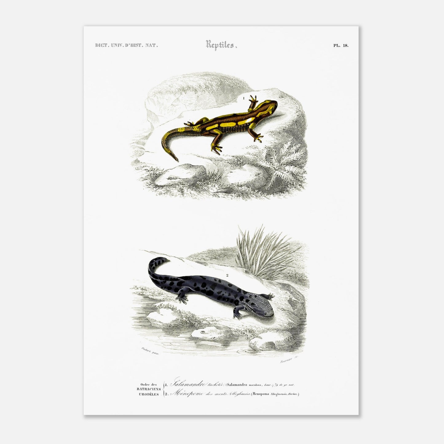 Planche naturaliste de salamandres par Charles d'Orbigny (42x59,4 cm (A2)). Planche scientifique présentant deux salamandres, l'une tachetée de jaune et noir sur une roche, l'autre entièrement noire avec des taches gris clair sur un sol sombre.