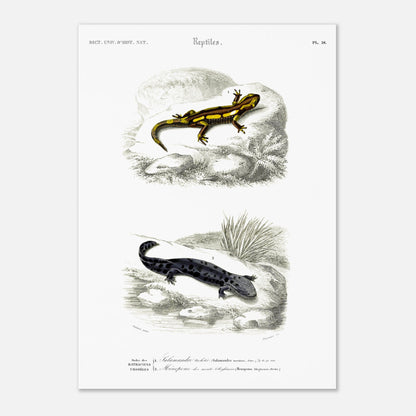 Planche naturaliste de salamandres par Charles d'Orbigny (42x59,4 cm (A2)). Planche scientifique présentant deux salamandres, l'une tachetée de jaune et noir sur une roche, l'autre entièrement noire avec des taches gris clair sur un sol sombre.