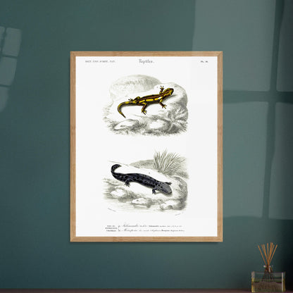 Planche naturaliste de salamandres par Charles d'Orbigny. Planche scientifique présentant deux salamandres, l'une tachetée de jaune et noir sur une roche, l'autre entièrement noire avec des taches gris clair sur un sol sombre. Image d'illustration 6
