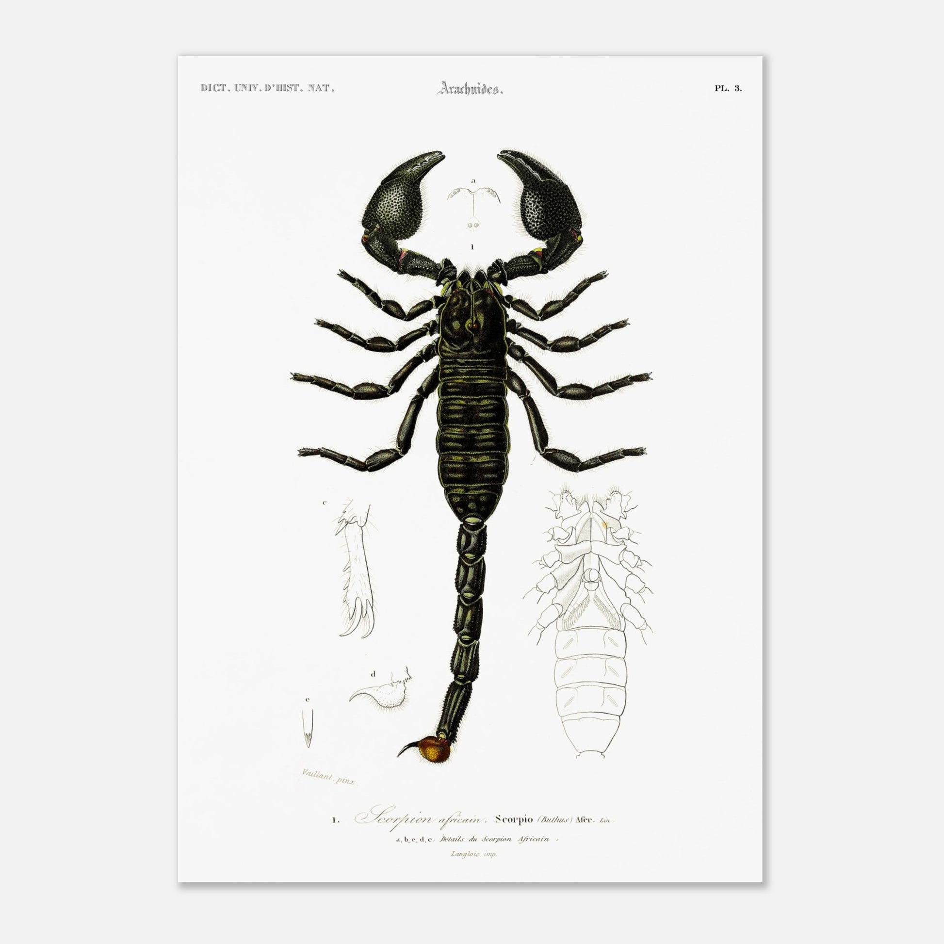 Planche naturaliste : Scorpion africain par Charles d'Orbigny (29,7x42 cm (A3)). Gravure d'un scorpion africain, montrant le corps entier et des détails de ses appendices.