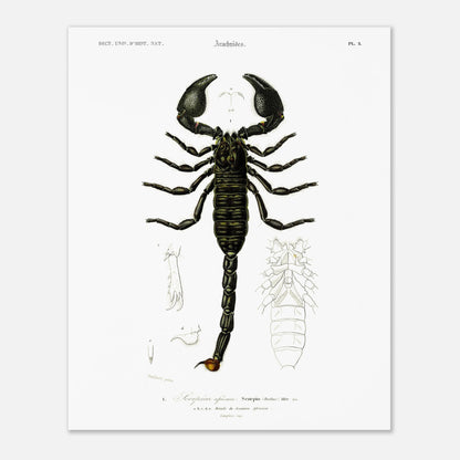 Planche naturaliste : Scorpion africain par Charles d'Orbigny (40x50 cm). Gravure d'un scorpion africain, montrant le corps entier et des détails de ses appendices.