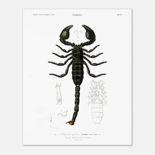 Planche naturaliste : Scorpion africain par Charles d'Orbigny (40x50 cm). Gravure d'un scorpion africain, montrant le corps entier et des détails de ses appendices.