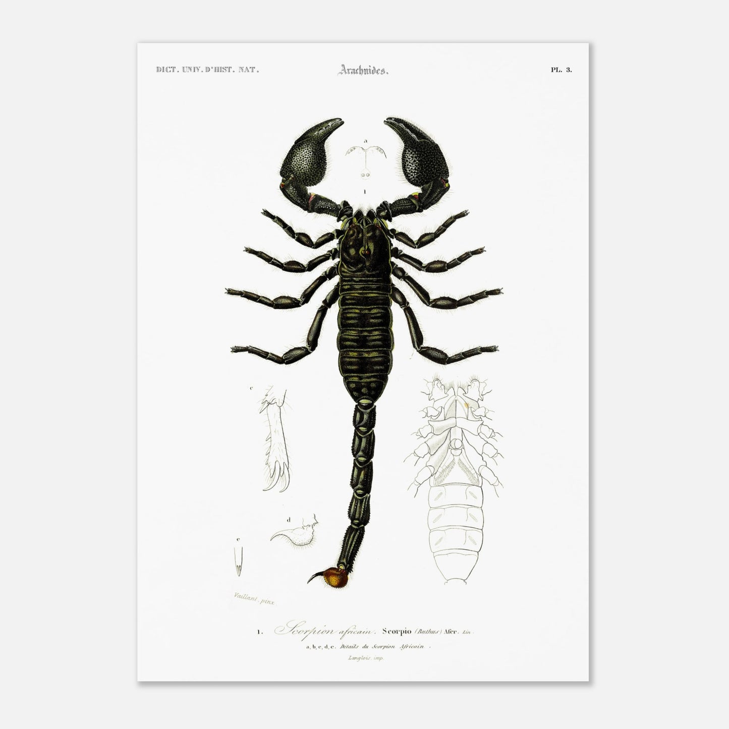 Planche naturaliste : Scorpion africain par Charles d'Orbigny (42x59,4 cm (A2)). Gravure d'un scorpion africain, montrant le corps entier et des détails de ses appendices.