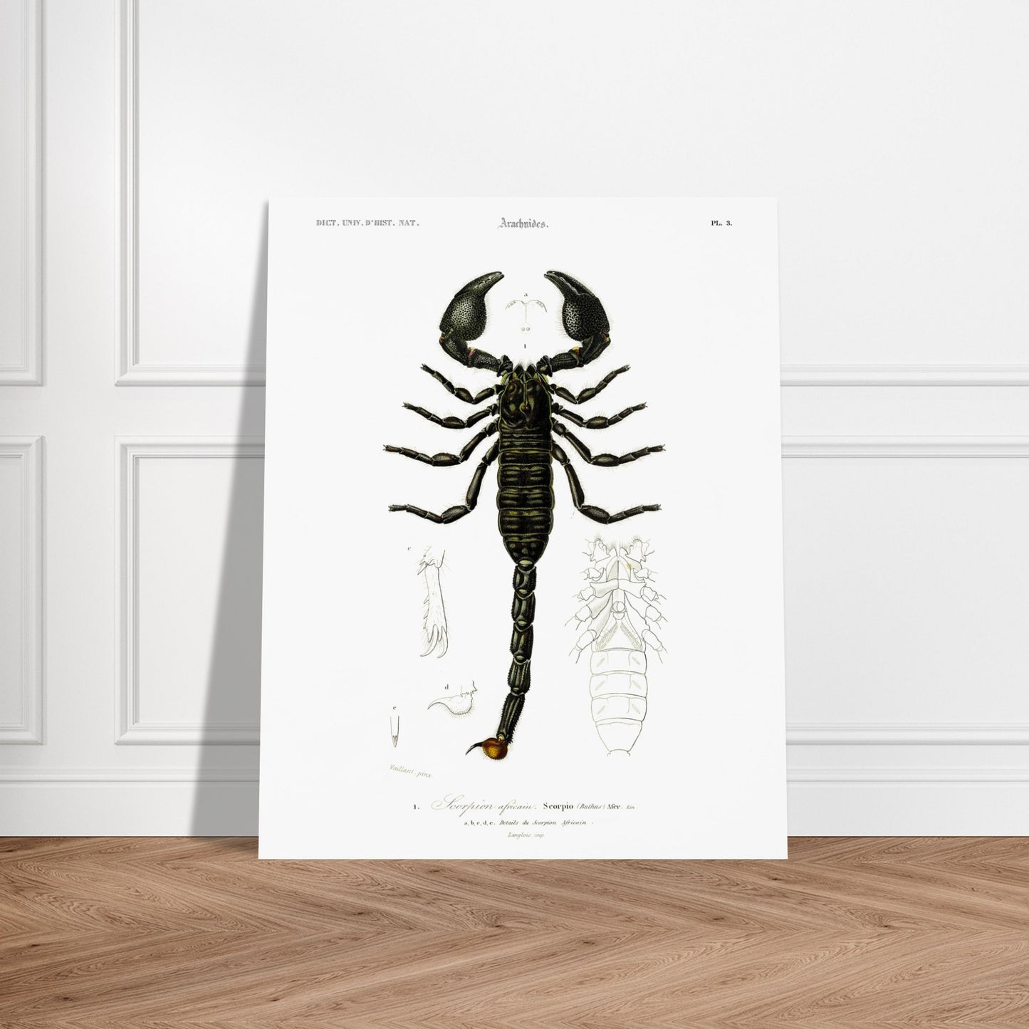 Planche naturaliste : Scorpion africain par Charles d'Orbigny. Gravure d'un scorpion africain, montrant le corps entier et des détails de ses appendices. Image d'illustration 5