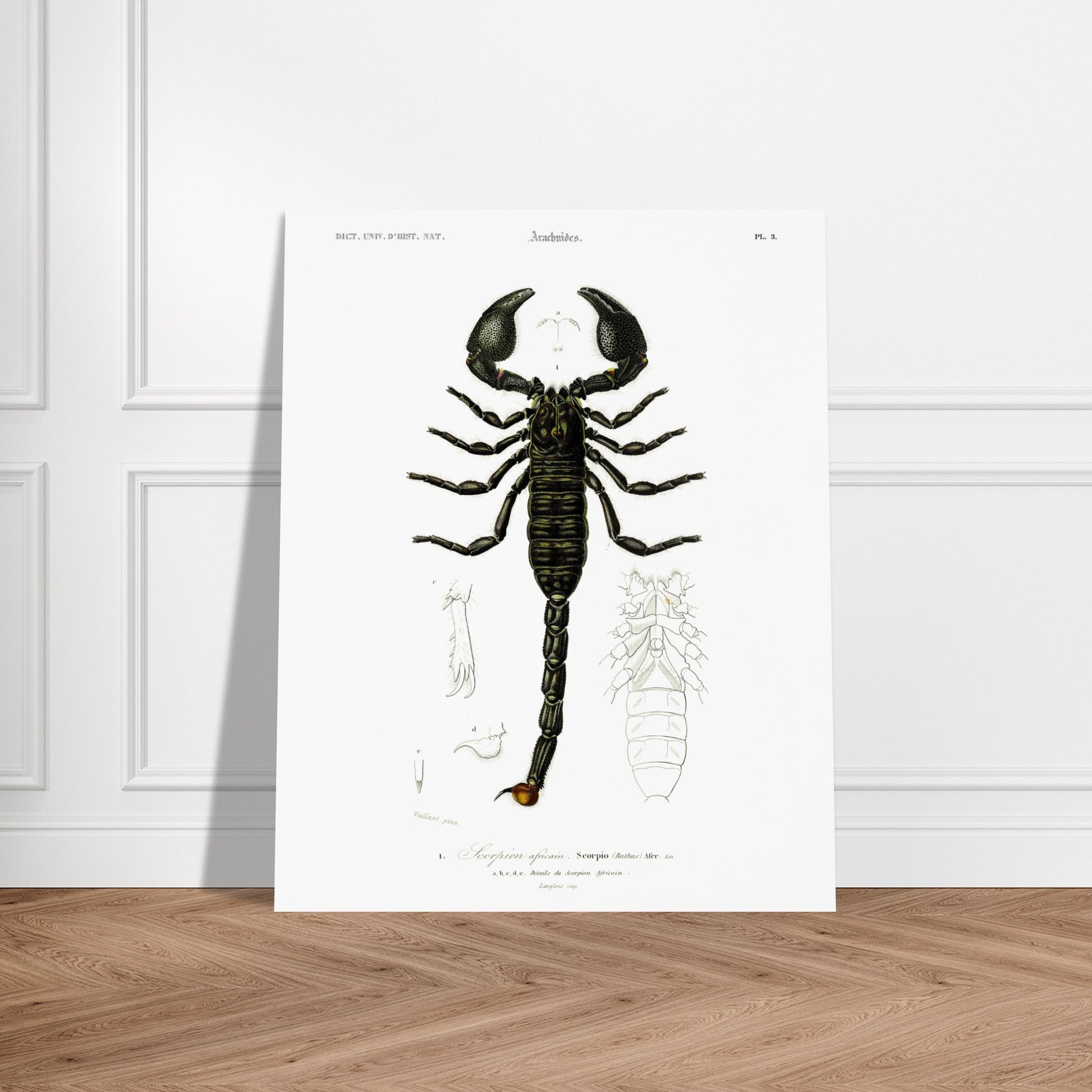 Planche naturaliste : Scorpion africain par Charles d'Orbigny. Gravure d'un scorpion africain, montrant le corps entier et des détails de ses appendices. Image d'illustration 5