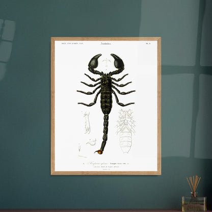 Planche naturaliste : Scorpion africain par Charles d'Orbigny. Gravure d'un scorpion africain, montrant le corps entier et des détails de ses appendices. Image d'illustration 6