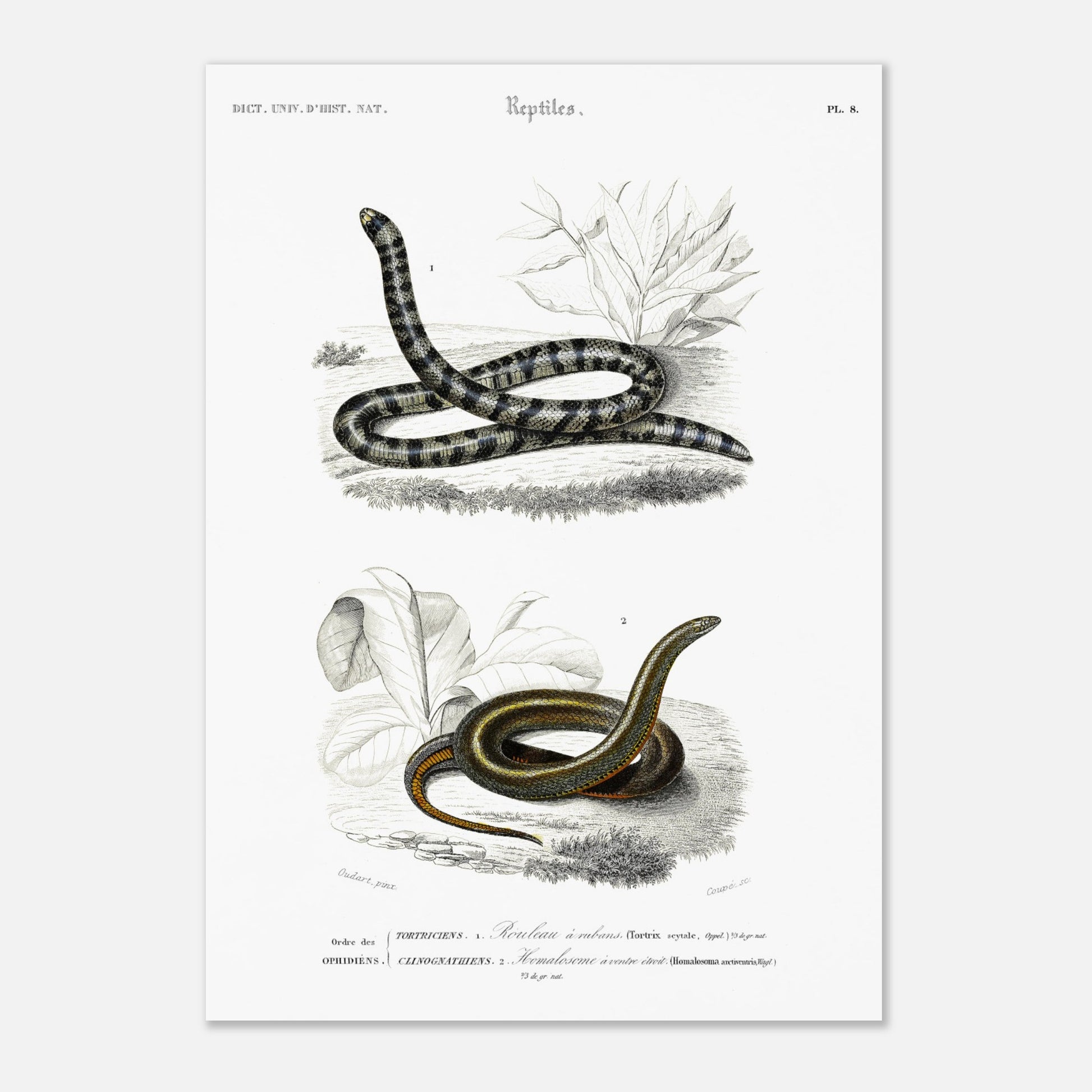 Planche naturaliste de serpents : Rouleau à rubans par Charles d'Orbigny (29,7x42 cm (A3)). Planche d'illustration naturaliste montrant deux serpents : un Rouleau à rubans (Tortrix scytale) en haut, et un Homalosoma arctiventris en bas, dans un environnement végétal.