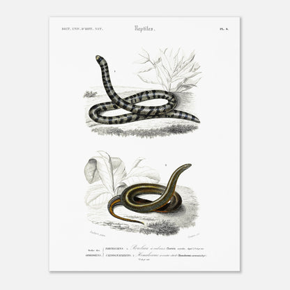 Planche naturaliste de serpents : Rouleau à rubans par Charles d'Orbigny (30x40 cm). Planche d'illustration naturaliste montrant deux serpents : un Rouleau à rubans (Tortrix scytale) en haut, et un Homalosoma arctiventris en bas, dans un environnement végétal.