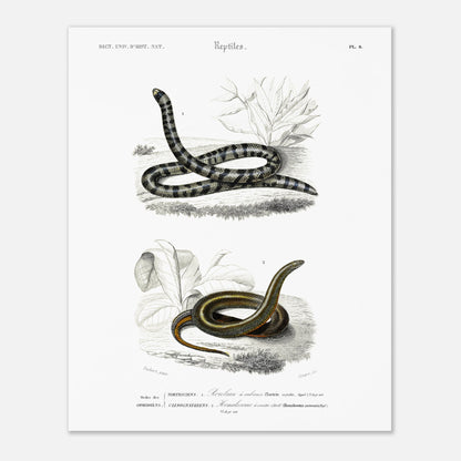 Planche naturaliste de serpents : Rouleau à rubans par Charles d'Orbigny (40x50 cm). Planche d'illustration naturaliste montrant deux serpents : un Rouleau à rubans (Tortrix scytale) en haut, et un Homalosoma arctiventris en bas, dans un environnement végétal.