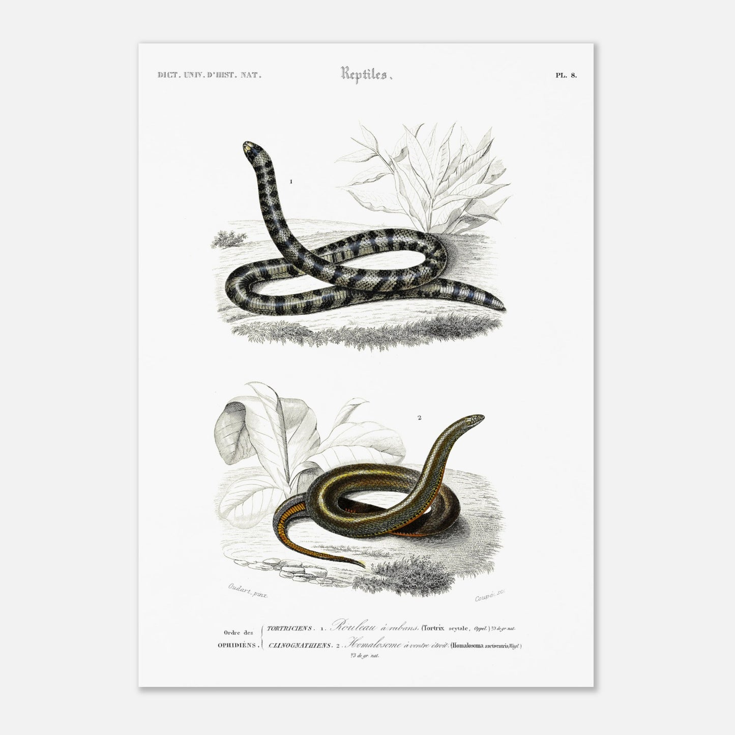 Planche naturaliste de serpents : Rouleau à rubans par Charles d'Orbigny (42x59,4 cm (A2)). Planche d'illustration naturaliste montrant deux serpents : un Rouleau à rubans (Tortrix scytale) en haut, et un Homalosoma arctiventris en bas, dans un environnement végétal.