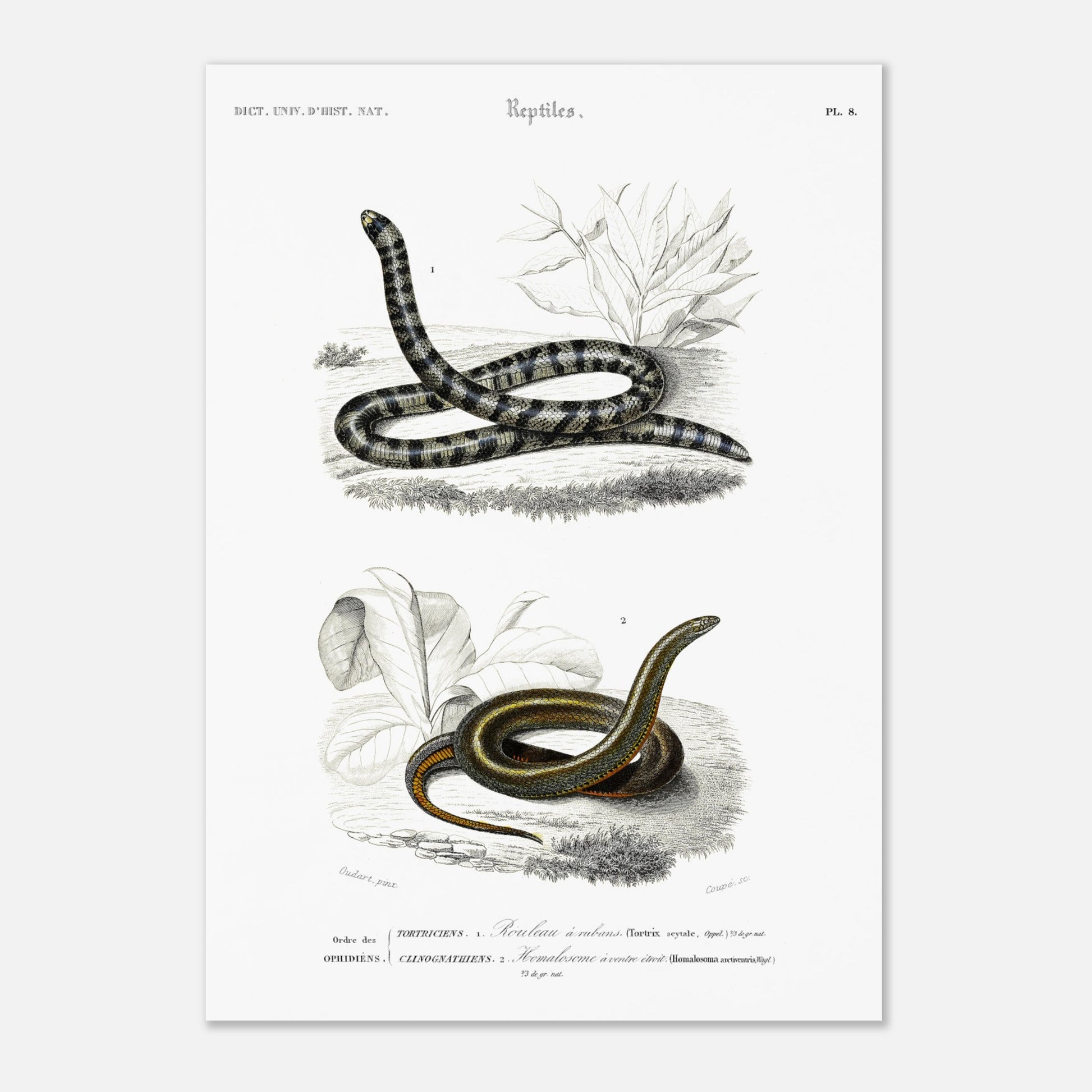 Planche naturaliste de serpents : Rouleau à rubans par Charles d'Orbigny (42x59,4 cm (A2)). Planche d'illustration naturaliste montrant deux serpents : un Rouleau à rubans (Tortrix scytale) en haut, et un Homalosoma arctiventris en bas, dans un environnement végétal.