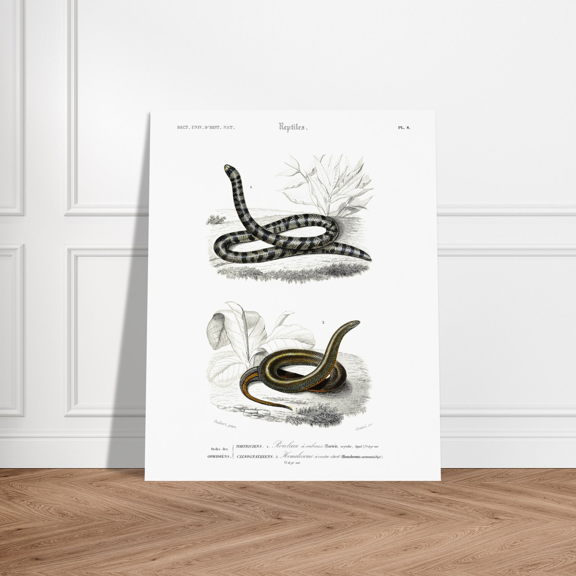 Planche naturaliste de serpents : Rouleau à rubans par Charles d'Orbigny. Planche d'illustration naturaliste montrant deux serpents : un Rouleau à rubans (Tortrix scytale) en haut, et un Homalosoma arctiventris en bas, dans un environnement végétal. Image d'illustration 5