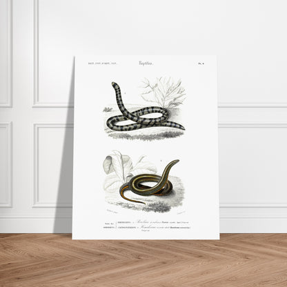 Planche naturaliste de serpents : Rouleau à rubans par Charles d'Orbigny. Planche d'illustration naturaliste montrant deux serpents : un Rouleau à rubans (Tortrix scytale) en haut, et un Homalosoma arctiventris en bas, dans un environnement végétal. Image d'illustration 5
