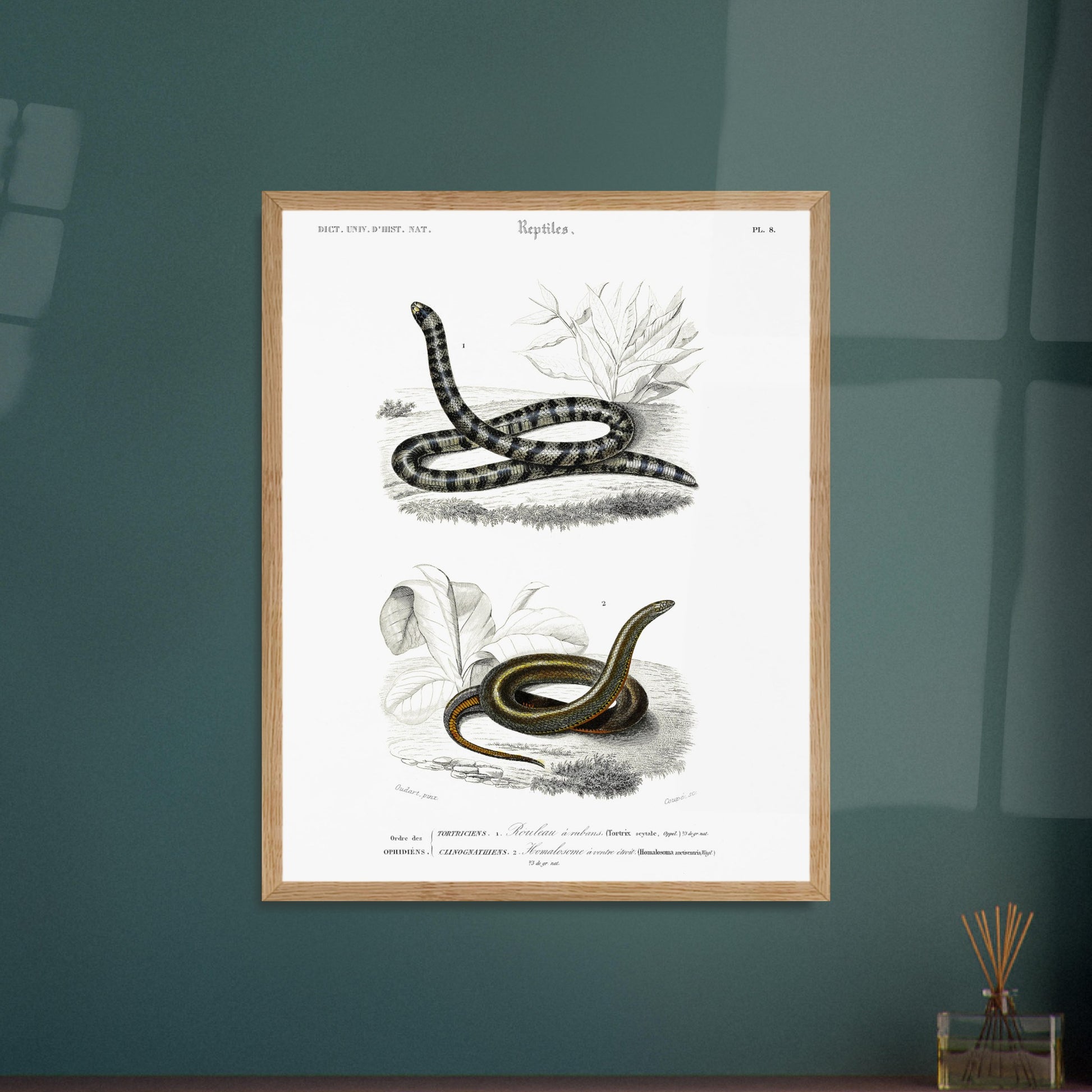 Planche naturaliste de serpents : Rouleau à rubans par Charles d'Orbigny. Planche d'illustration naturaliste montrant deux serpents : un Rouleau à rubans (Tortrix scytale) en haut, et un Homalosoma arctiventris en bas, dans un environnement végétal. Image d'illustration 6