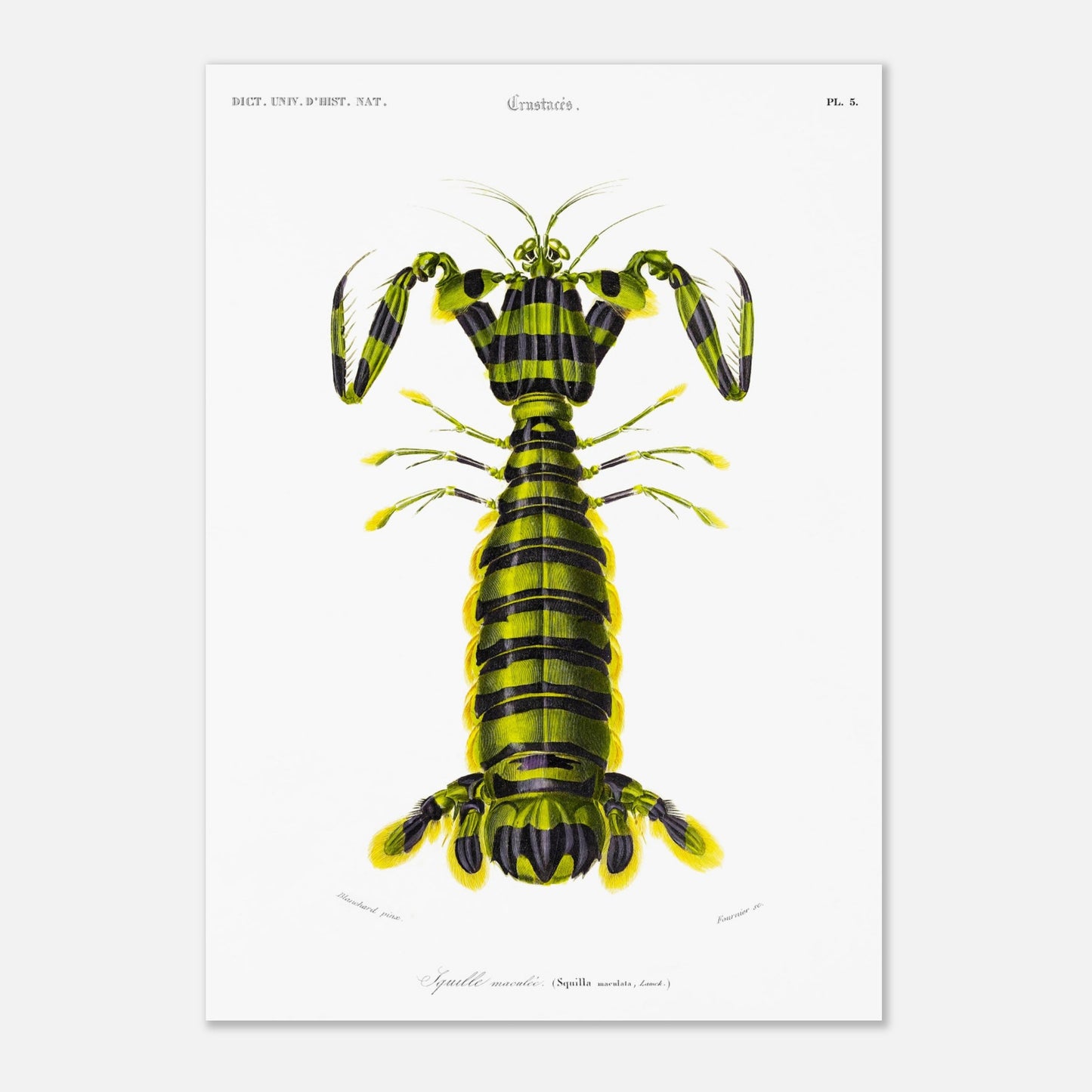 Planche naturaliste ancienne : Squille maculée par Charles d'Orbigny (29,7x42 cm (A3)). Illustration naturaliste d'une créature marine ressemblant à une écrevisse, avec un corps segmenté rayé de vert et de noir et des appendices jaunes.
