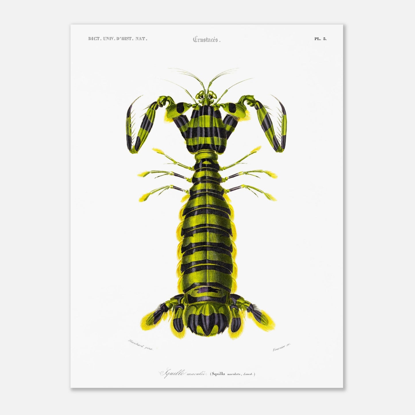 Planche naturaliste ancienne : Squille maculée par Charles d'Orbigny (30x40 cm). Illustration naturaliste d'une créature marine ressemblant à une écrevisse, avec un corps segmenté rayé de vert et de noir et des appendices jaunes.