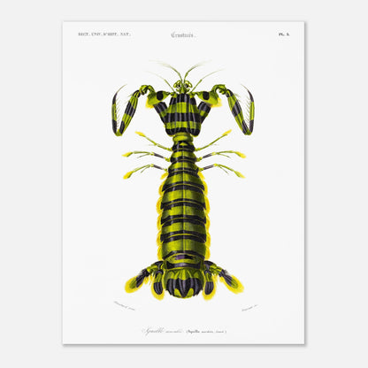 Planche naturaliste ancienne : Squille maculée par Charles d'Orbigny (30x40 cm). Illustration naturaliste d'une créature marine ressemblant à une écrevisse, avec un corps segmenté rayé de vert et de noir et des appendices jaunes.