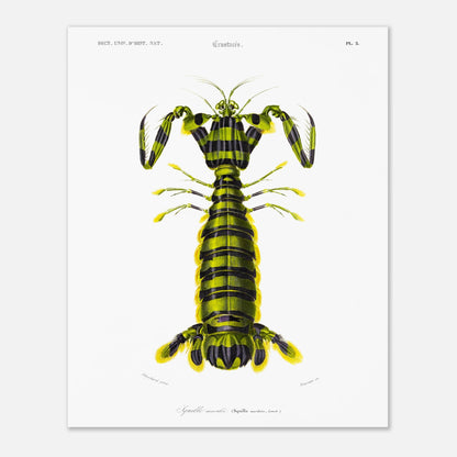 Planche naturaliste ancienne : Squille maculée par Charles d'Orbigny (40x50 cm). Illustration naturaliste d'une créature marine ressemblant à une écrevisse, avec un corps segmenté rayé de vert et de noir et des appendices jaunes.