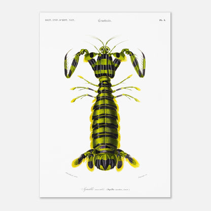 Planche naturaliste ancienne : Squille maculée par Charles d'Orbigny (42x59,4 cm (A2)). Illustration naturaliste d'une créature marine ressemblant à une écrevisse, avec un corps segmenté rayé de vert et de noir et des appendices jaunes.