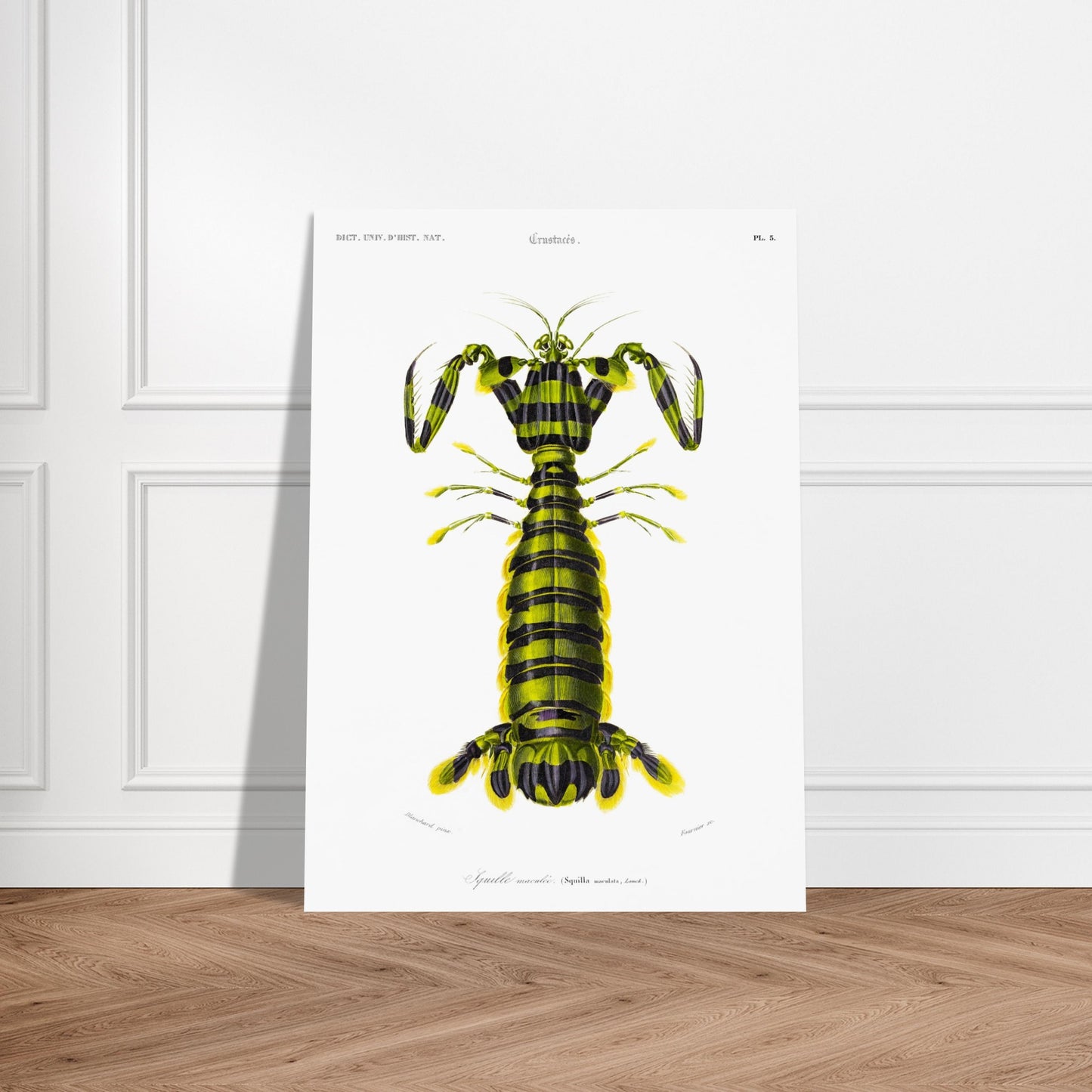 Planche naturaliste ancienne : Squille maculée par Charles d'Orbigny. Illustration naturaliste d'une créature marine ressemblant à une écrevisse, avec un corps segmenté rayé de vert et de noir et des appendices jaunes. Image d'illustration 5