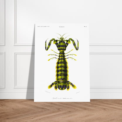 Planche naturaliste ancienne : Squille maculée par Charles d'Orbigny. Illustration naturaliste d'une créature marine ressemblant à une écrevisse, avec un corps segmenté rayé de vert et de noir et des appendices jaunes. Image d'illustration 5