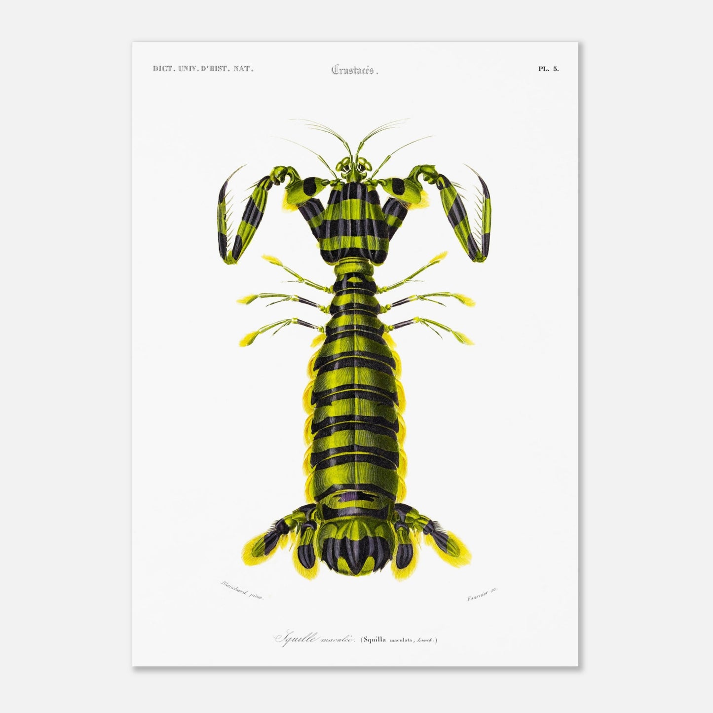Planche naturaliste ancienne : Squille maculée par Charles d'Orbigny (50x70 cm). Illustration naturaliste d'une créature marine ressemblant à une écrevisse, avec un corps segmenté rayé de vert et de noir et des appendices jaunes.