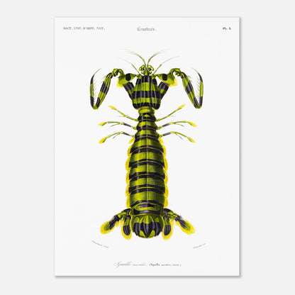 Planche naturaliste ancienne : Squille maculée par Charles d'Orbigny (50x70 cm). Illustration naturaliste d'une créature marine ressemblant à une écrevisse, avec un corps segmenté rayé de vert et de noir et des appendices jaunes.