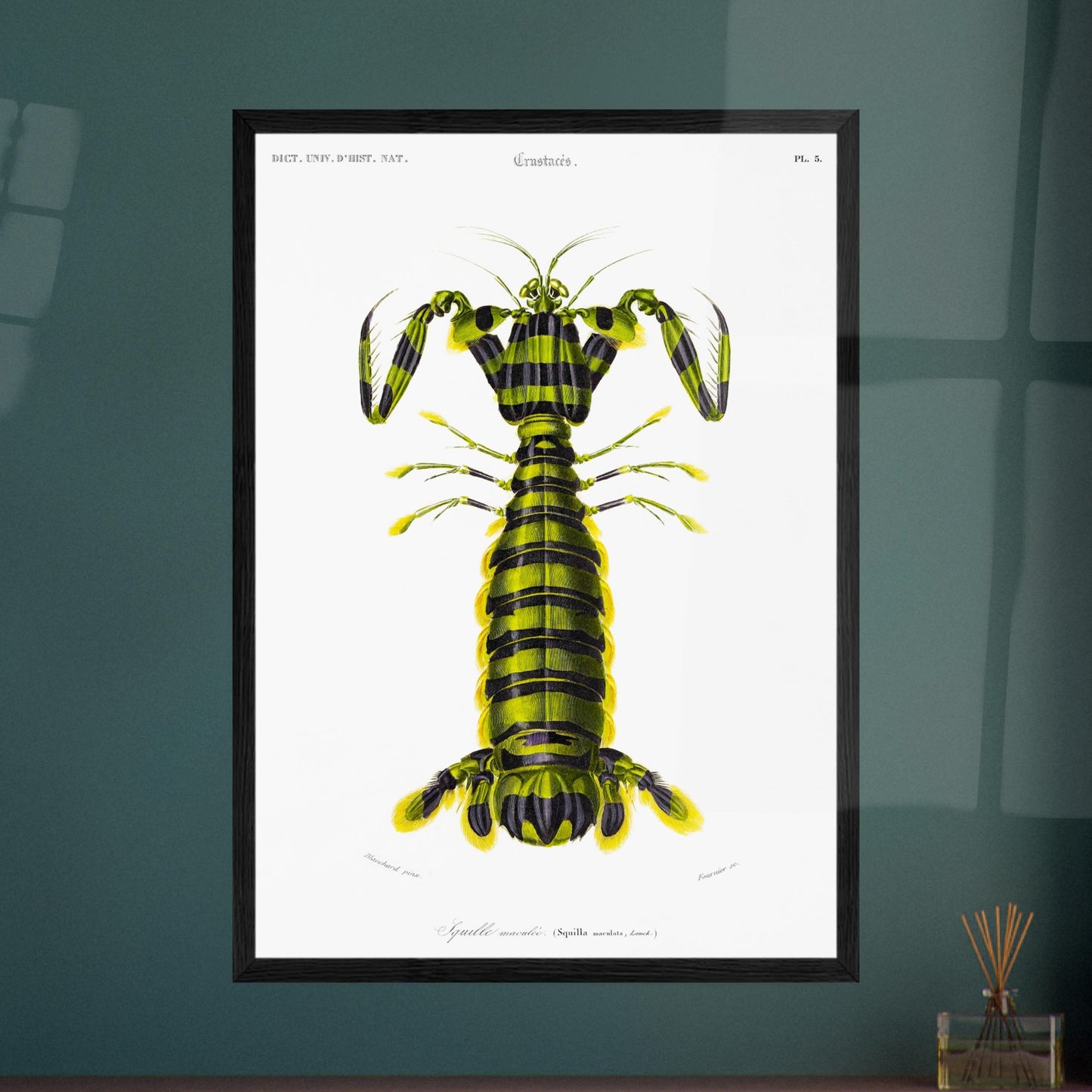 Planche naturaliste ancienne : Squille maculée par Charles d'Orbigny. Illustration naturaliste d'une créature marine ressemblant à une écrevisse, avec un corps segmenté rayé de vert et de noir et des appendices jaunes. Image d'illustration 6