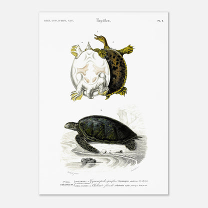 Planche naturaliste ancienne : Tortues Gymnopode et Chélonée franche (29,7x42 cm (A3)). Planche scientifique ancienne du Dictionnaire Universel d'Histoire Naturelle présentant des tortues, incluant le Gymnopus spinifer et la Chelonia mydas.
