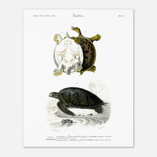 Planche naturaliste ancienne : Tortues Gymnopode et Chélonée franche (40x50 cm). Planche scientifique ancienne du Dictionnaire Universel d'Histoire Naturelle présentant des tortues, incluant le Gymnopus spinifer et la Chelonia mydas.