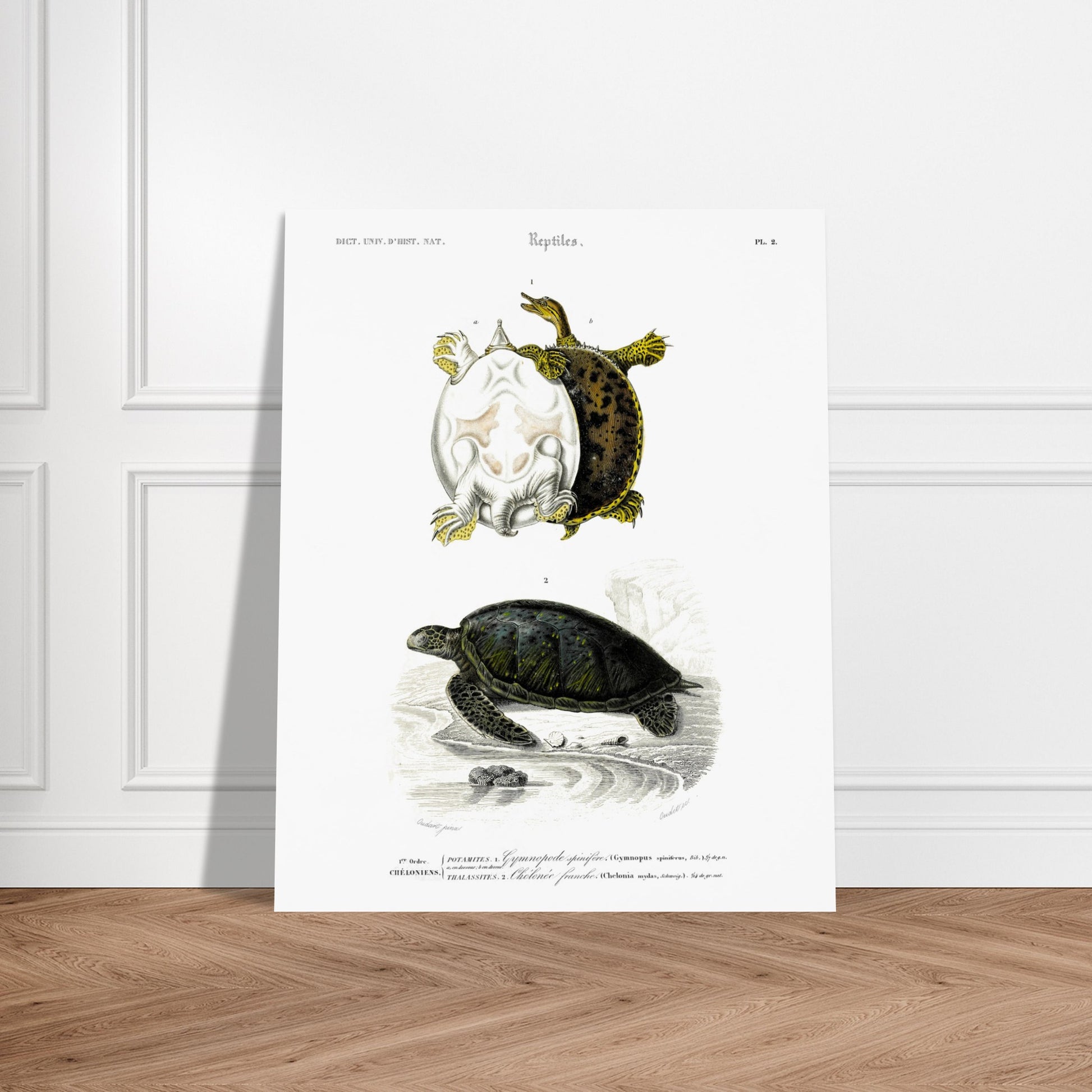 Planche naturaliste ancienne : Tortues Gymnopode et Chélonée franche. Planche scientifique ancienne du Dictionnaire Universel d'Histoire Naturelle présentant des tortues, incluant le Gymnopus spinifer et la Chelonia mydas. Image d'illustration 5