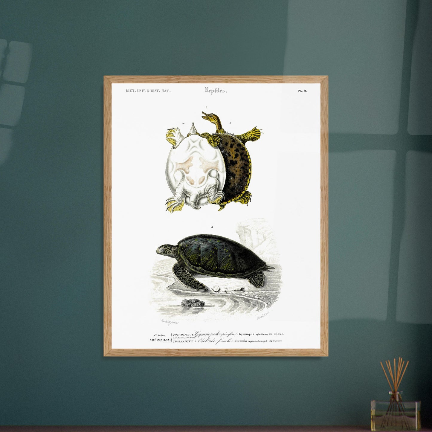 Planche naturaliste ancienne : Tortues Gymnopode et Chélonée franche. Planche scientifique ancienne du Dictionnaire Universel d'Histoire Naturelle présentant des tortues, incluant le Gymnopus spinifer et la Chelonia mydas. Image d'illustration 6