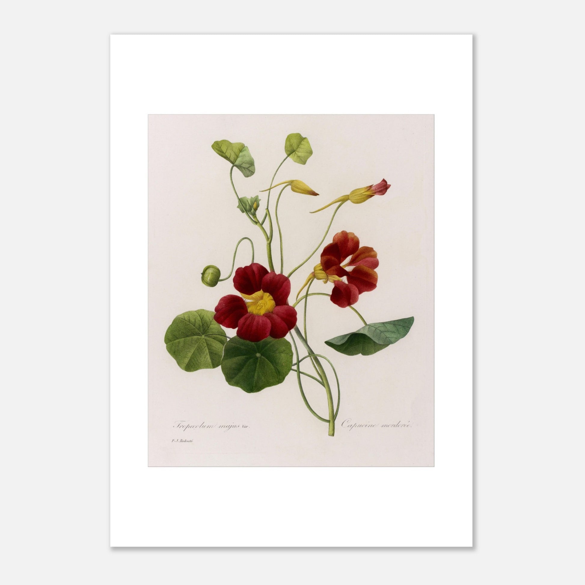 Planche naturaliste de Capucine (Tropæolum Majus) par P.J. Redouté (21x29,7 cm (A4)). Planche naturaliste de Pierre-Joseph Redouté représentant la fleur de Tropæolum Majus Var, également appelée Capucine, avec des fleurs rouge orangé et des feuilles vertes rondes.