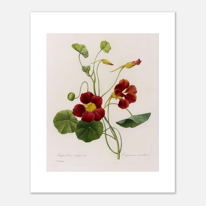 Planche naturaliste de Capucine (Tropæolum Majus) par P.J. Redouté (40x50 cm). Planche naturaliste de Pierre-Joseph Redouté représentant la fleur de Tropæolum Majus Var, également appelée Capucine, avec des fleurs rouge orangé et des feuilles vertes rondes.