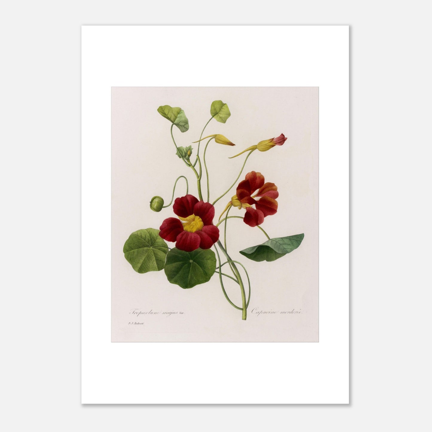 Planche naturaliste de Capucine (Tropæolum Majus) par P.J. Redouté (42x59,4 cm (A2)). Planche naturaliste de Pierre-Joseph Redouté représentant la fleur de Tropæolum Majus Var, également appelée Capucine, avec des fleurs rouge orangé et des feuilles vertes rondes.