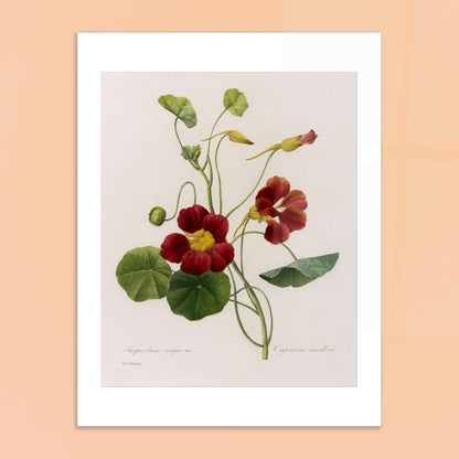Planche naturaliste de Capucine (Tropæolum Majus) par P.J. Redouté. Planche naturaliste de Pierre-Joseph Redouté représentant la fleur de Tropæolum Majus Var, également appelée Capucine, avec des fleurs rouge orangé et des feuilles vertes rondes. Image d'illustration 6