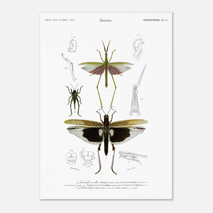 Planche naturaliste de la Truxale vermillon - Charles d'Orbigny (29,7x42 cm (A3)). Planche scientifique illustrant des insectes orthoptères, dont un grand insecte vert ressemblant à un mantes religieuse avec des ailes roses et un autre plus petit, et des détails anatomiques.