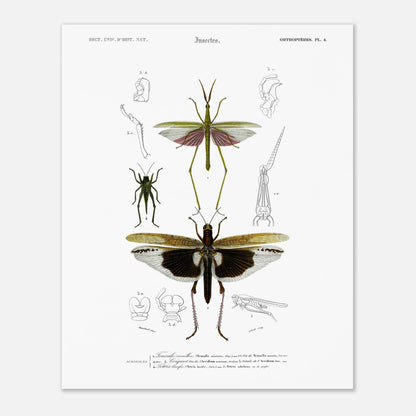 Planche naturaliste de la Truxale vermillon - Charles d'Orbigny (40x50 cm). Planche scientifique illustrant des insectes orthoptères, dont un grand insecte vert ressemblant à un mantes religieuse avec des ailes roses et un autre plus petit, et des détails anatomiques.