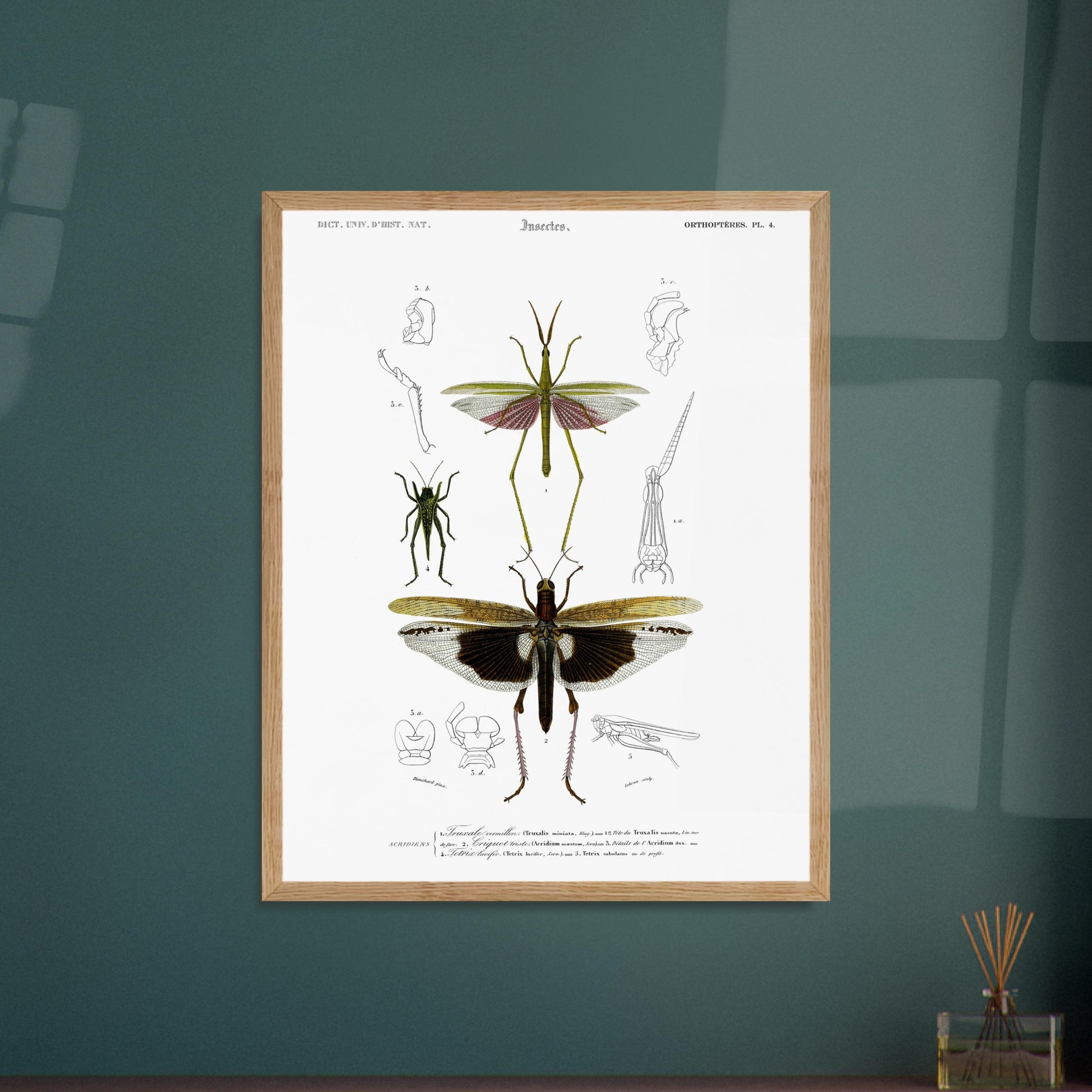 Planche naturaliste de la Truxale vermillon - Charles d'Orbigny. Planche scientifique illustrant des insectes orthoptères, dont un grand insecte vert ressemblant à un mantes religieuse avec des ailes roses et un autre plus petit, et des détails anatomiques. Image d'illustration 5
