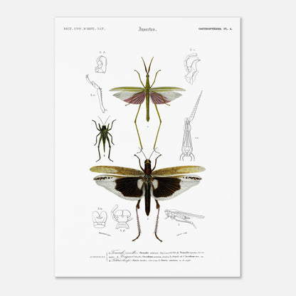 Planche naturaliste de la Truxale vermillon - Charles d'Orbigny (50x70 cm). Planche scientifique illustrant des insectes orthoptères, dont un grand insecte vert ressemblant à un mantes religieuse avec des ailes roses et un autre plus petit, et des détails anatomiques.