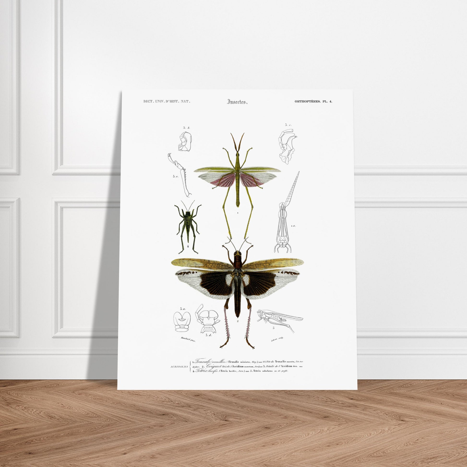Planche naturaliste de la Truxale vermillon - Charles d'Orbigny. Planche scientifique illustrant des insectes orthoptères, dont un grand insecte vert ressemblant à un mantes religieuse avec des ailes roses et un autre plus petit, et des détails anatomiques. Image d'illustration 6