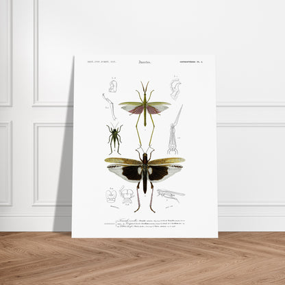 Planche naturaliste de la Truxale vermillon - Charles d'Orbigny. Planche scientifique illustrant des insectes orthoptères, dont un grand insecte vert ressemblant à un mantes religieuse avec des ailes roses et un autre plus petit, et des détails anatomiques. Image d'illustration 6