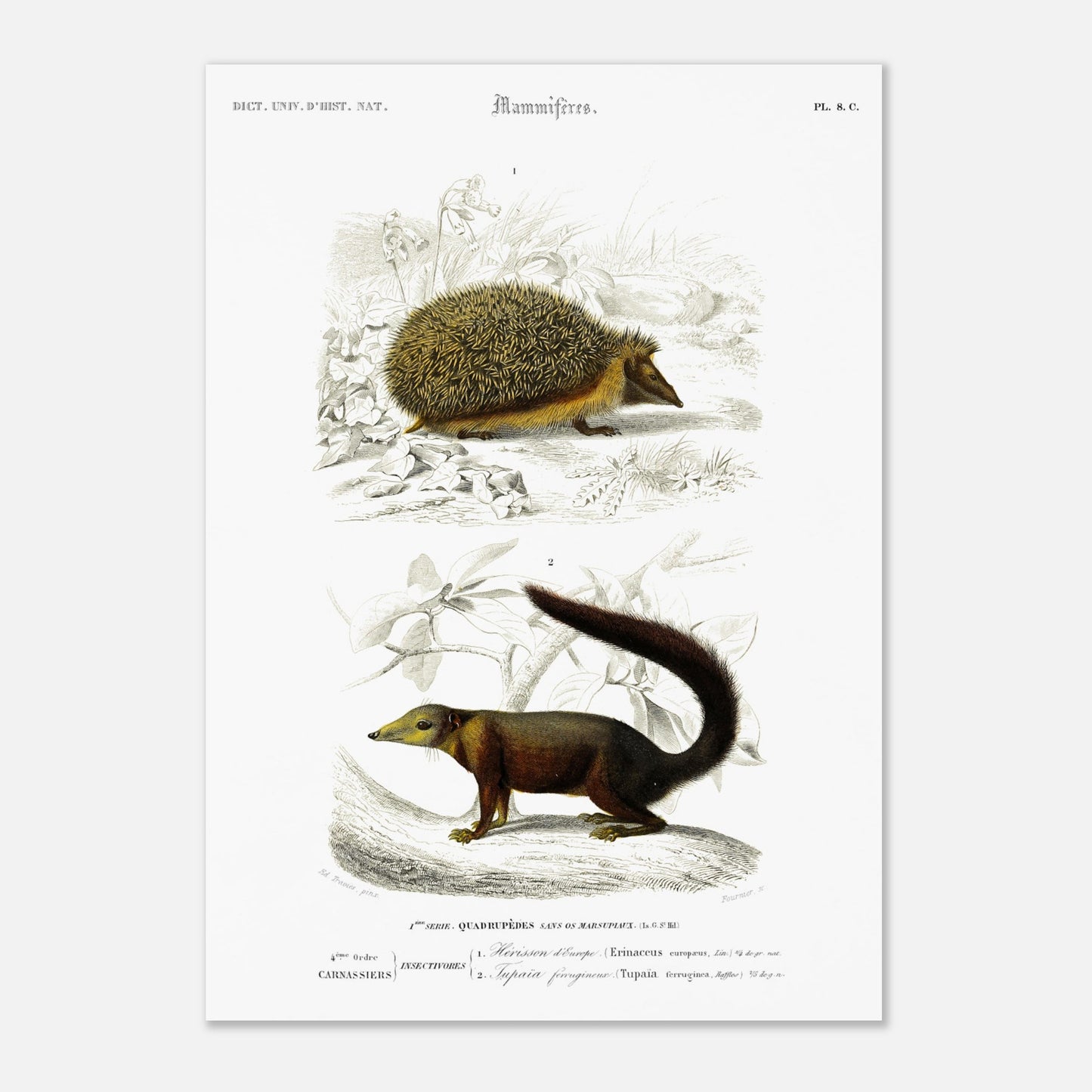 Planche naturaliste : Tupaïa ferrugineux et Hérisson d'Europe - d'Orbigny (29,7x42 cm (A3)). Planche naturaliste ancienne montrant un hérisson et un tupaia ferrugineux dans leur environnement.