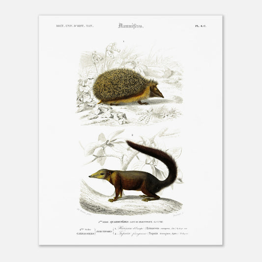 Planche naturaliste : Tupaïa ferrugineux et Hérisson d'Europe - d'Orbigny (40x50 cm). Planche naturaliste ancienne montrant un hérisson et un tupaia ferrugineux dans leur environnement.