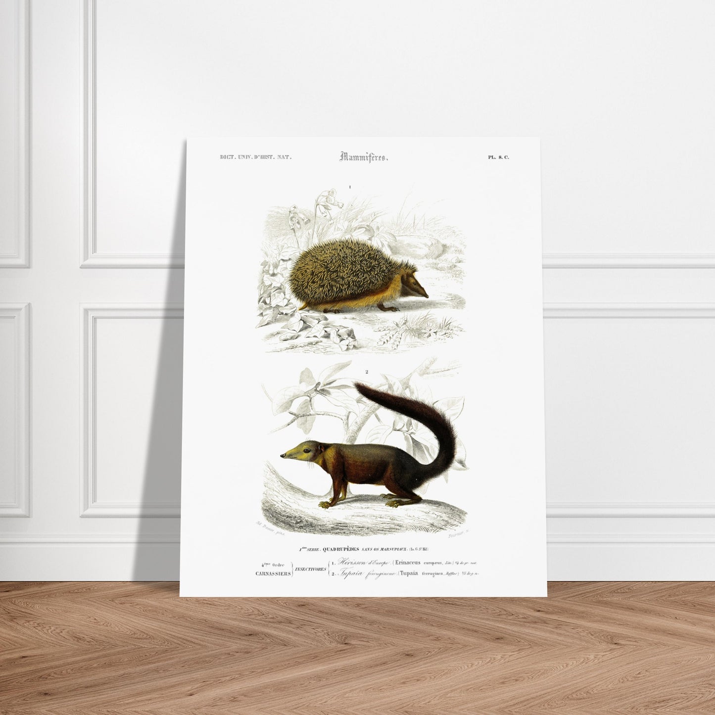 Planche naturaliste : Tupaïa ferrugineux et Hérisson d'Europe - d'Orbigny. Planche naturaliste ancienne montrant un hérisson et un tupaia ferrugineux dans leur environnement. Image d'illustration 5