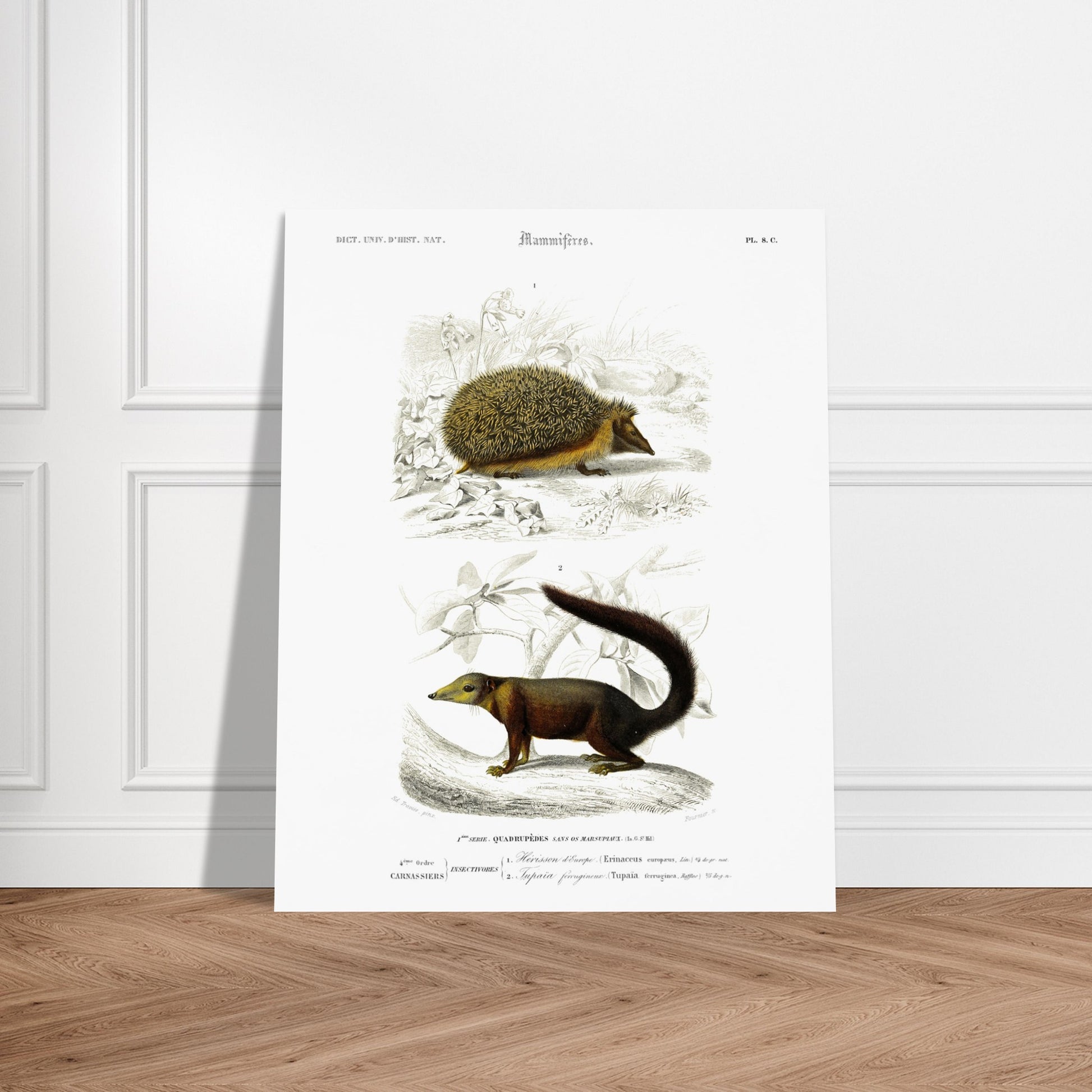 Planche naturaliste : Tupaïa ferrugineux et Hérisson d'Europe - d'Orbigny. Planche naturaliste ancienne montrant un hérisson et un tupaia ferrugineux dans leur environnement. Image d'illustration 5