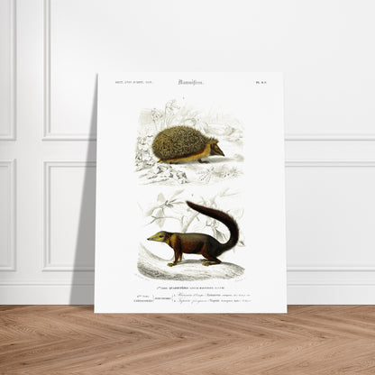 Planche naturaliste : Tupaïa ferrugineux et Hérisson d'Europe - d'Orbigny. Planche naturaliste ancienne montrant un hérisson et un tupaia ferrugineux dans leur environnement. Image d'illustration 5