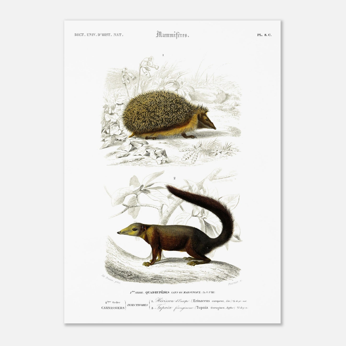 Planche naturaliste : Tupaïa ferrugineux et Hérisson d'Europe - d'Orbigny (50x70 cm). Planche naturaliste ancienne montrant un hérisson et un tupaia ferrugineux dans leur environnement.