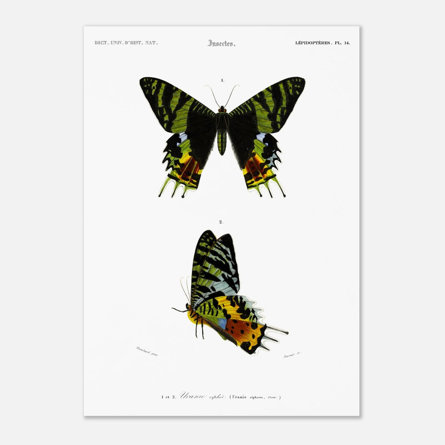 Planche naturaliste de l'Uranie ripiée — Charles d'Orbigny (29,7x42 cm (A3)). Planche d'illustration scientifique présentant deux spécimens d'Uranie ripiée, une espèce de papillon aux ailes aux motifs verts, noirs et jaunes.
